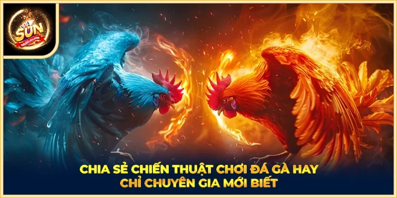 Chia sẻ chiến thuật chơi đá gà hay chỉ chuyên gia mới biết