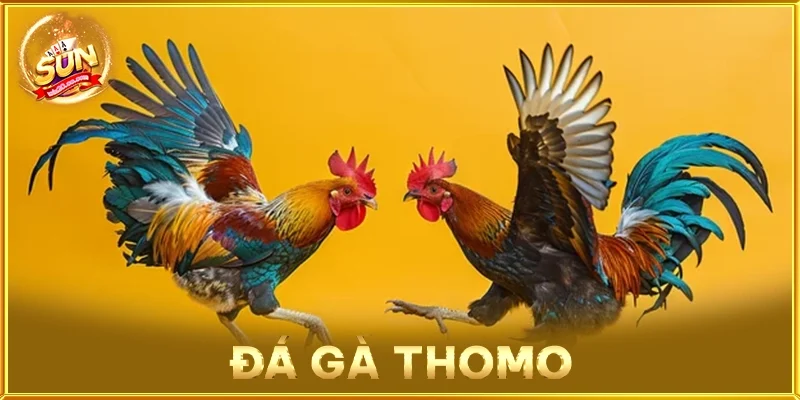 Đá Gà Thomo