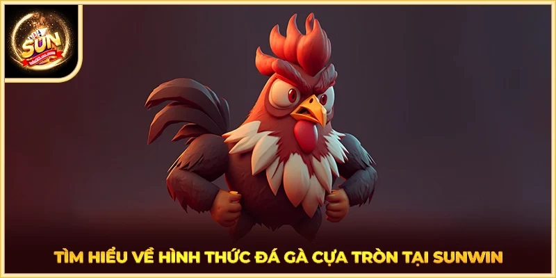 Tìm hiểu về hình thức đá gà cựa tròn tại SUNWIN